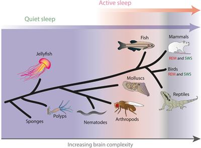 Balancing Prediction and Surprise: A Role for Active Sleep at the Dawn of Consciousness?